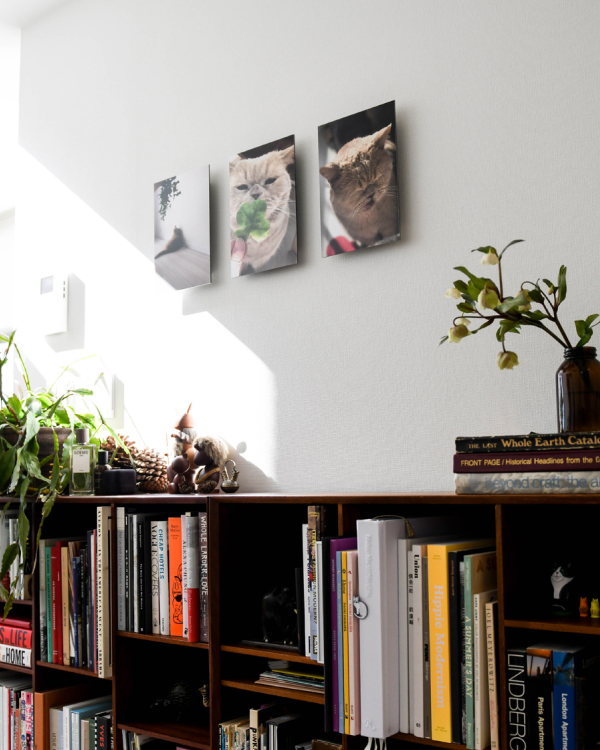 本が並ぶ木の棚の上の壁に、猫の写真のWALL DECORを3枚並べて飾る。