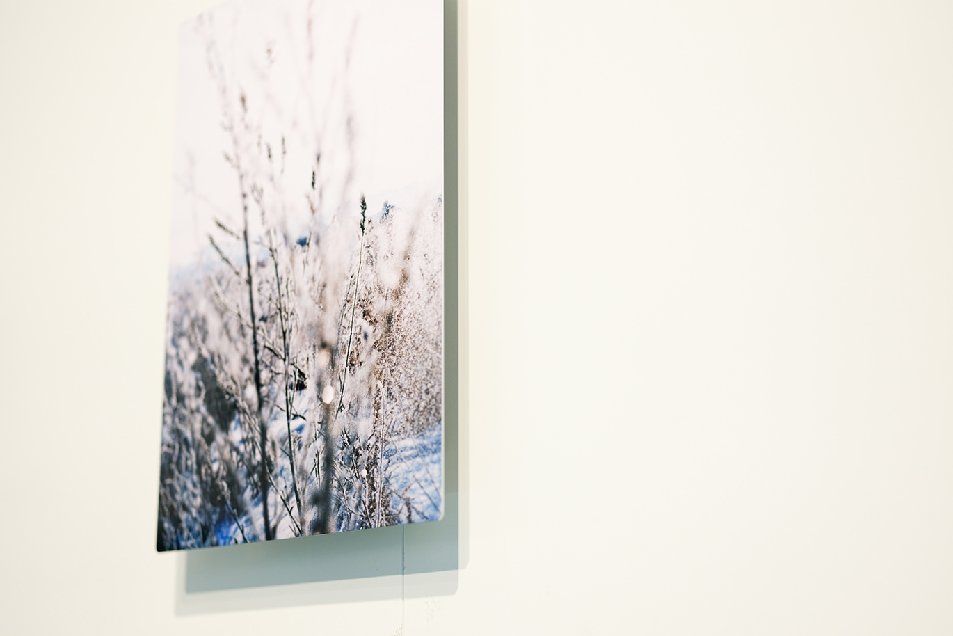 白い壁に飾られた、雪景色の中の植物の写真のWALL DECOR ミュージアム