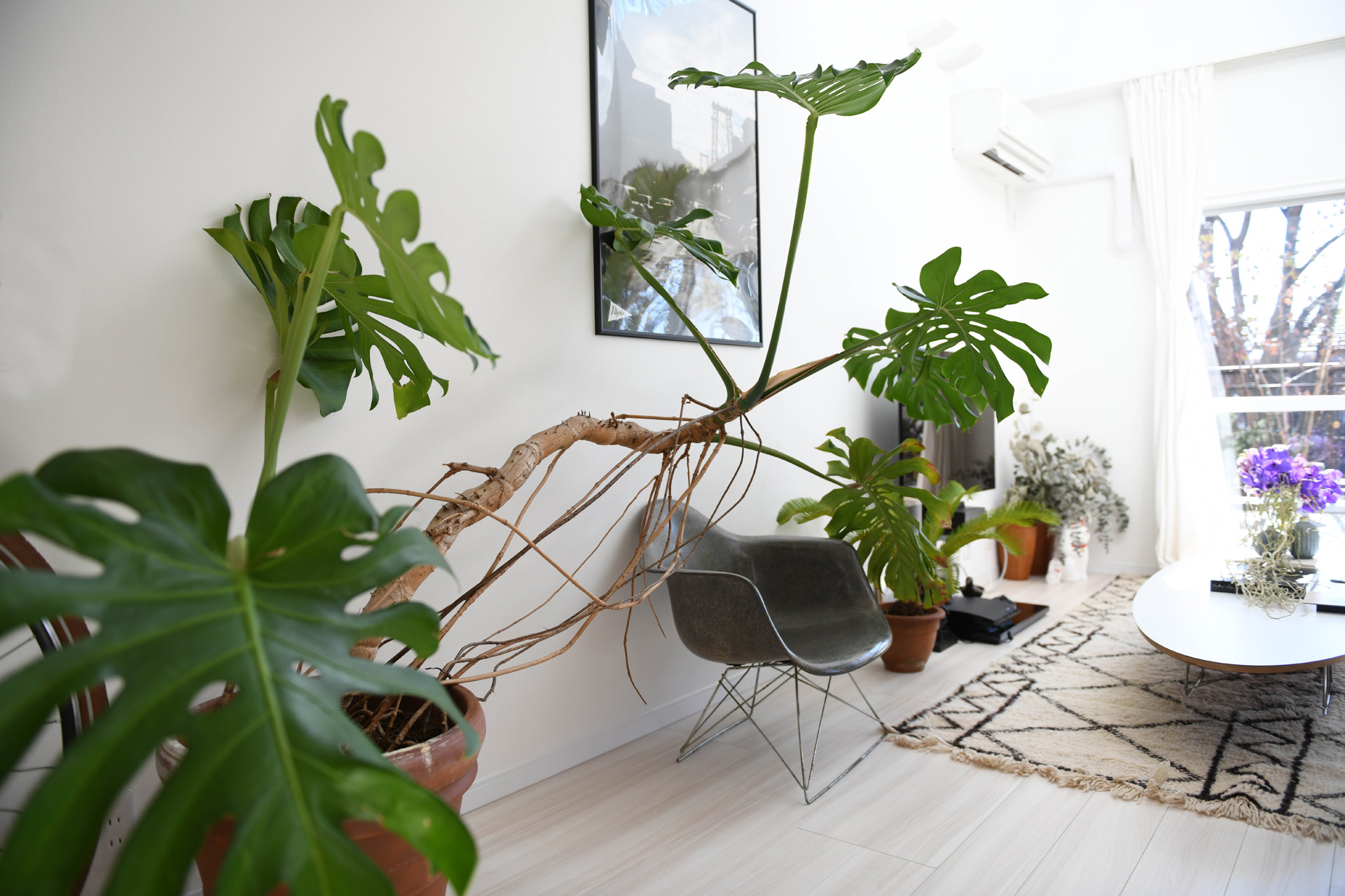 白い壁と明るいフローリングのリビングルーム。大きく枝を伸ばしたモンステラの鉢植えを中心に、シェルチェアや幾何学模様のラグ、紫の花が飾られたテーブルが置かれた、開放的なインテリア。
