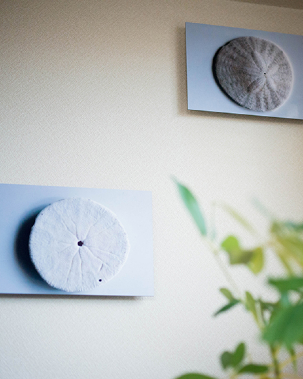 白い壁に飾られた2枚の貝殻の写真のWALL DECORと、手前に写る観葉植物。