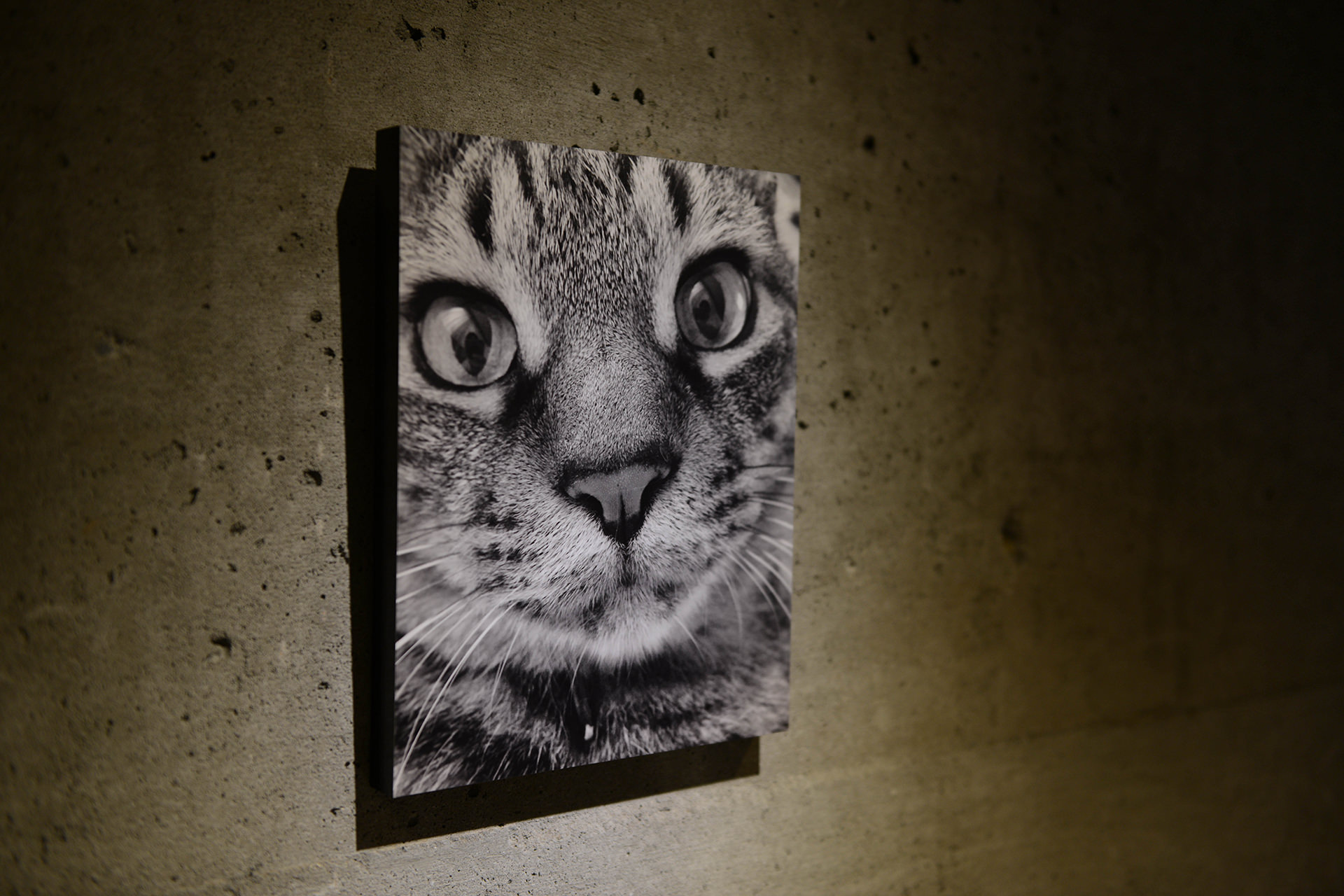 コンクリートの壁に飾られた、猫の顔をクローズアップしたモノクロのWALL DECOR カジュアル。サイドからの光が質感を際立たせている。