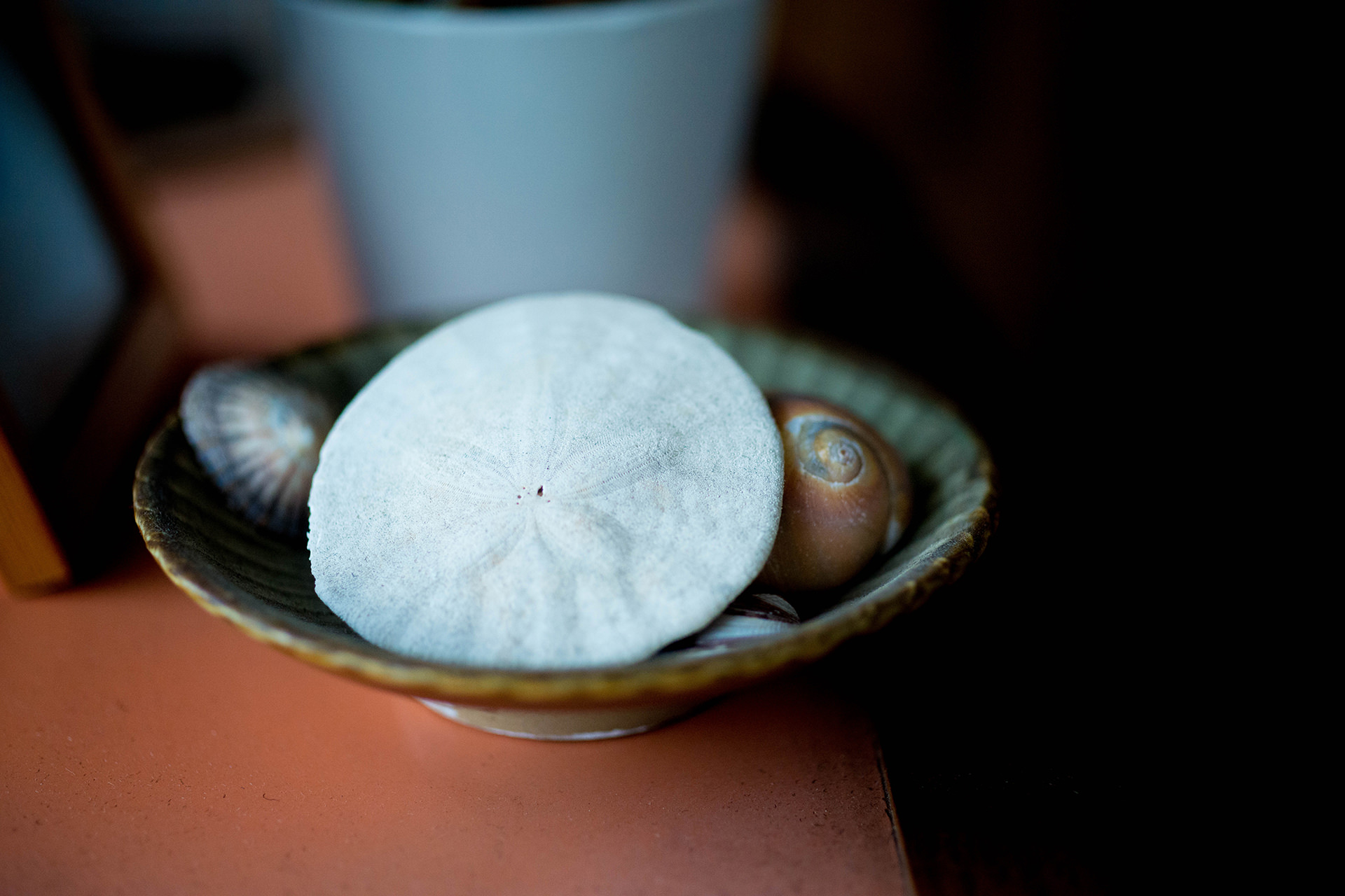 小さな器に置かれた、星のような模様がある白い円形の貝殻。背後に他の貝殻や鉢が写り込んでいる。