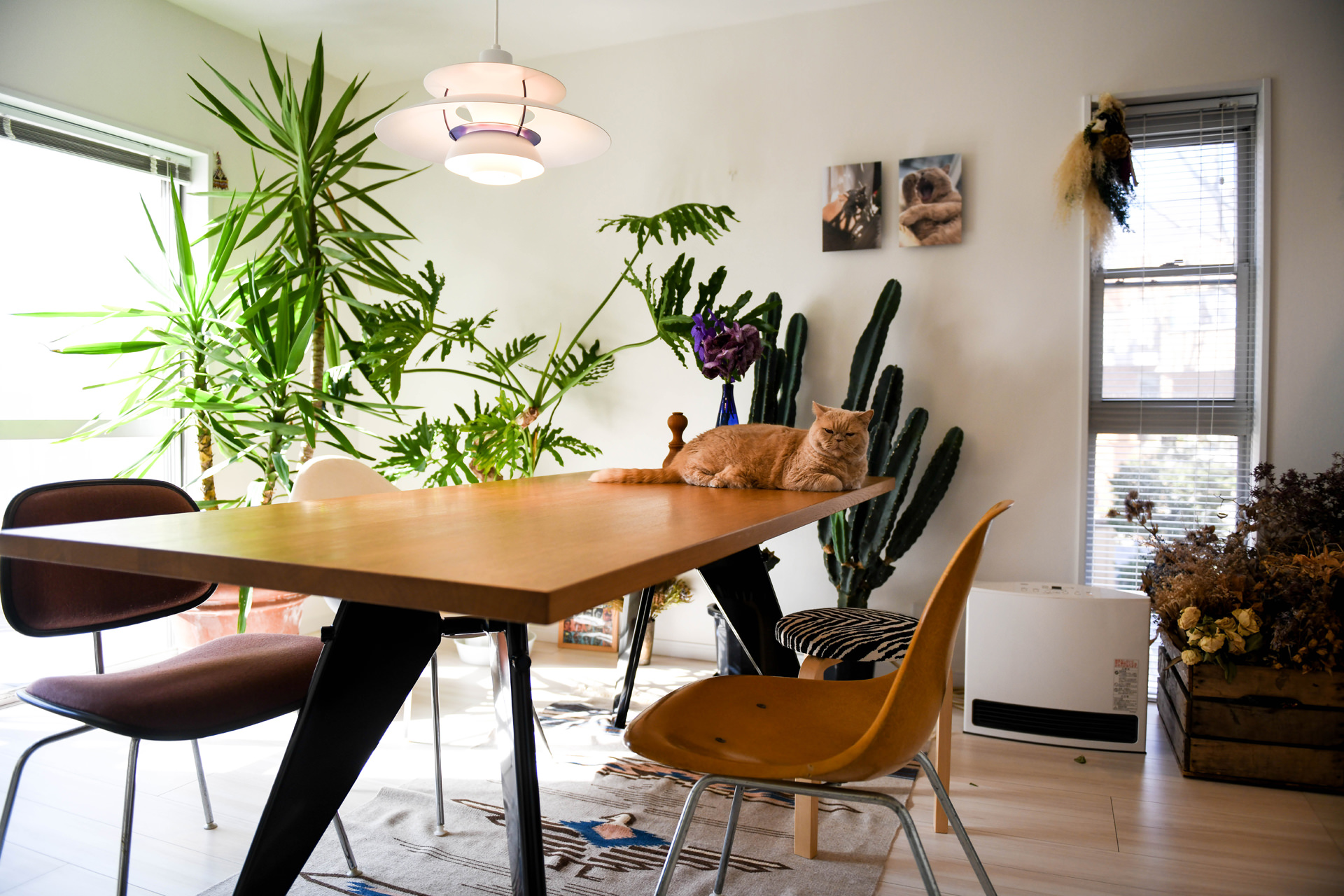 木製テーブルの上で猫がくつろぐ、北欧風の照明や豊かな観葉植物に彩られた明るいダイニングルーム。壁面にはWALL DECOR が飾られている。