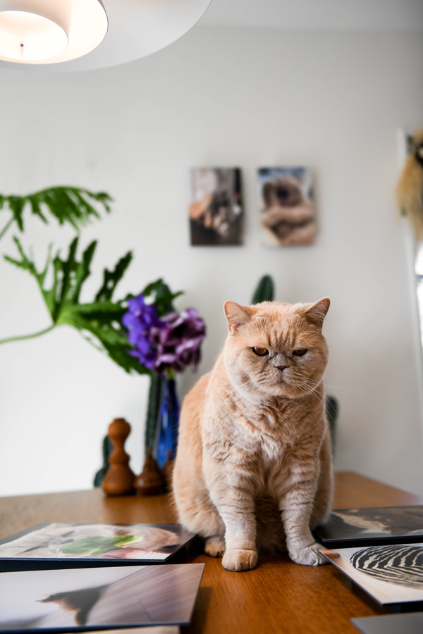 テーブルに座る猫と、その周りに並んだWALL DECOR