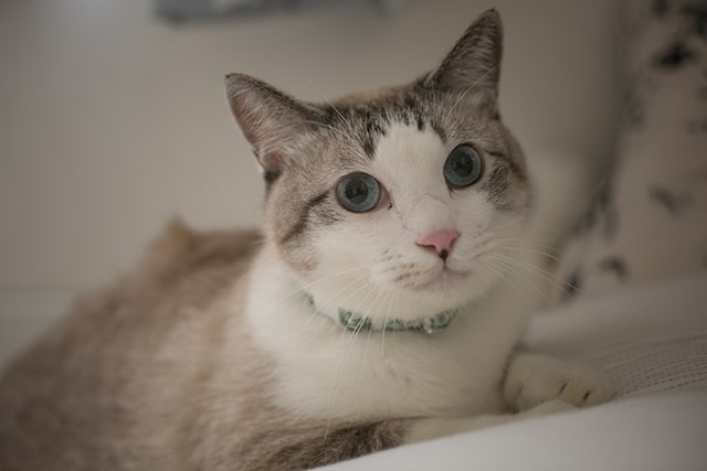 売ってる猫カレンダーもかわいいけどなんだか満足できなくなっちゃって。