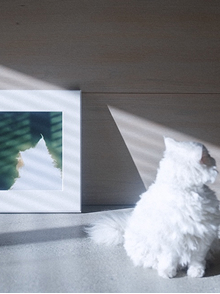 愛猫の写真をインテリアに。写真家・丸尾和穂さんに聞く猫の撮り方。