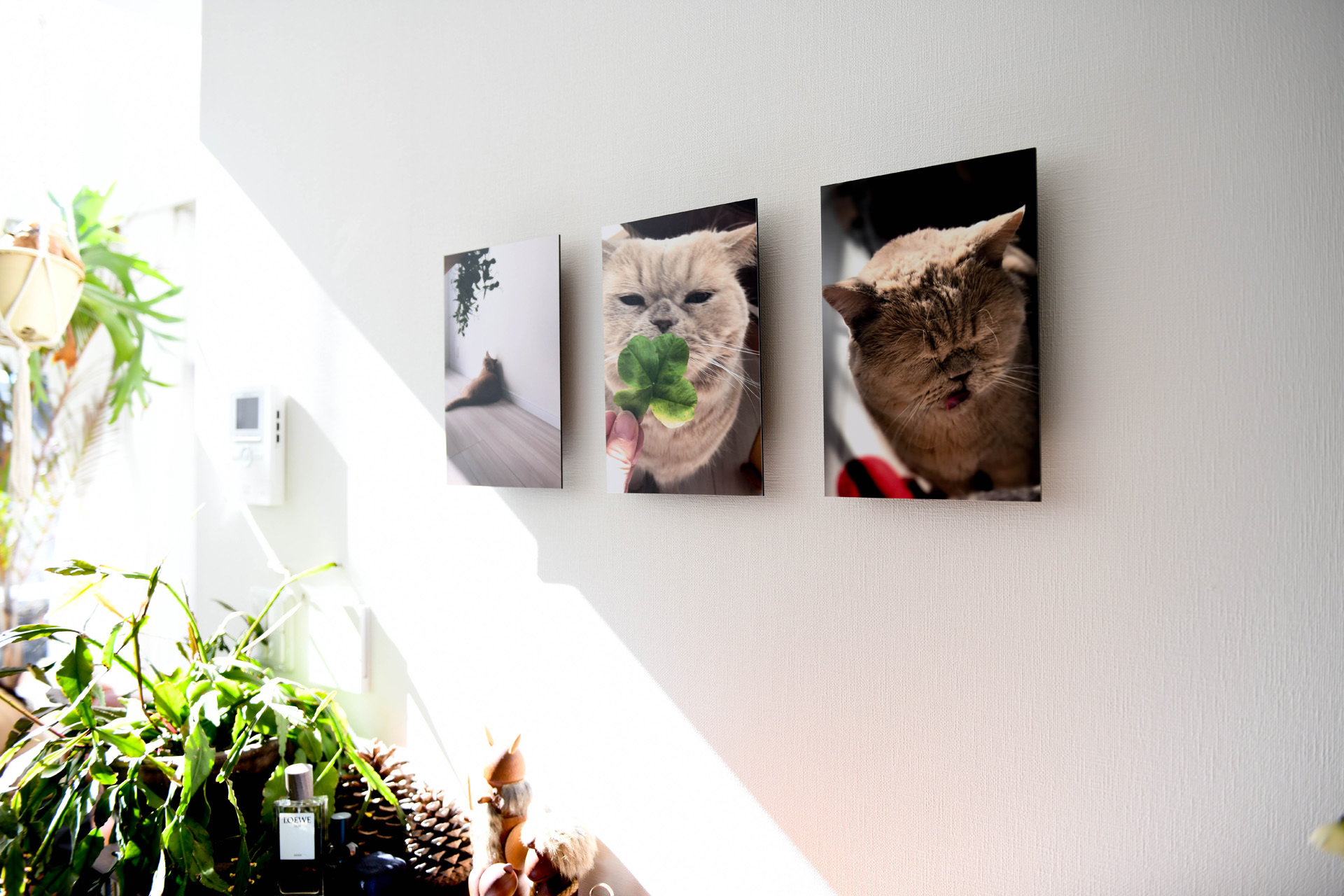 白い壁に、愛猫の様々な表情を捉えた3枚のWALL DECOR ミュージアムが並ぶ様子。手前には観葉植物や松ぼっくり、香水瓶などがディスプレイされている。