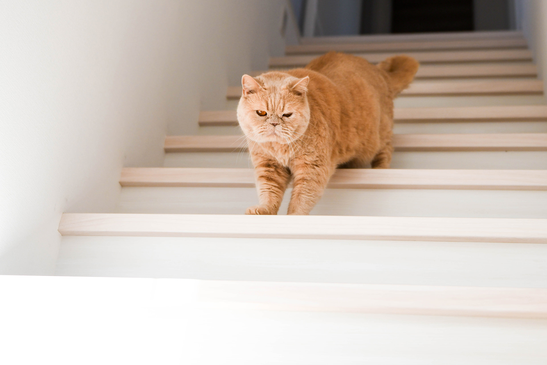 明るい白地の階段をトコトコと降りてくる、薄茶色の毛並みの猫。こちらをじっと見つめる、日常の何気ない瞬間を捉えた一枚。