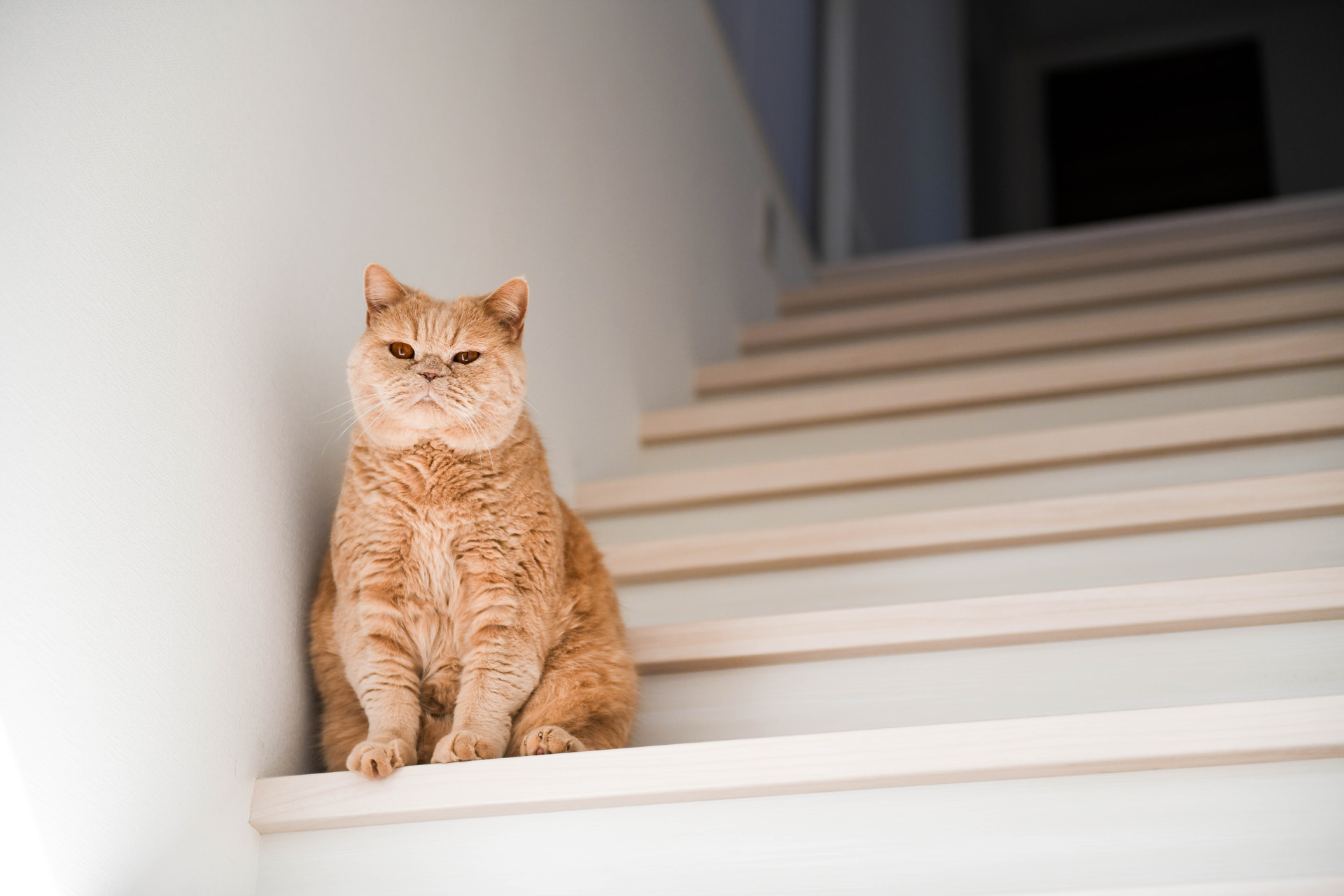 白い階段に静かに座り、正面をじっと見つめる薄茶色の猫。落ち着いた佇まいで日常のワンシーンを切り取った一枚。
