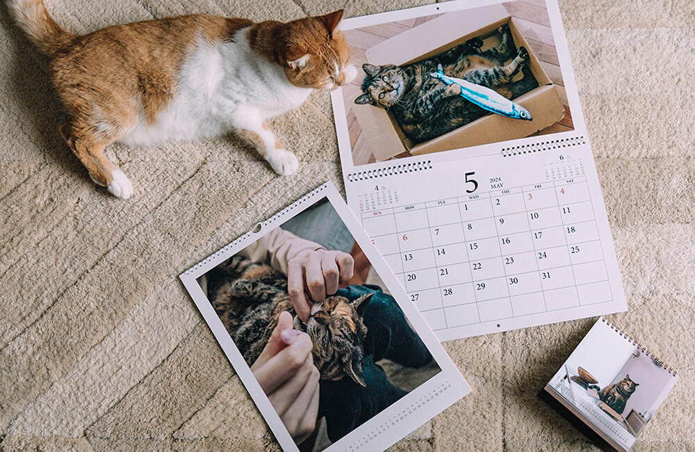 猫写真が人気のフォトグラファーyomowasaさんに聞く、撮りためた愛猫写真でつくるオリジナルカレンダー。