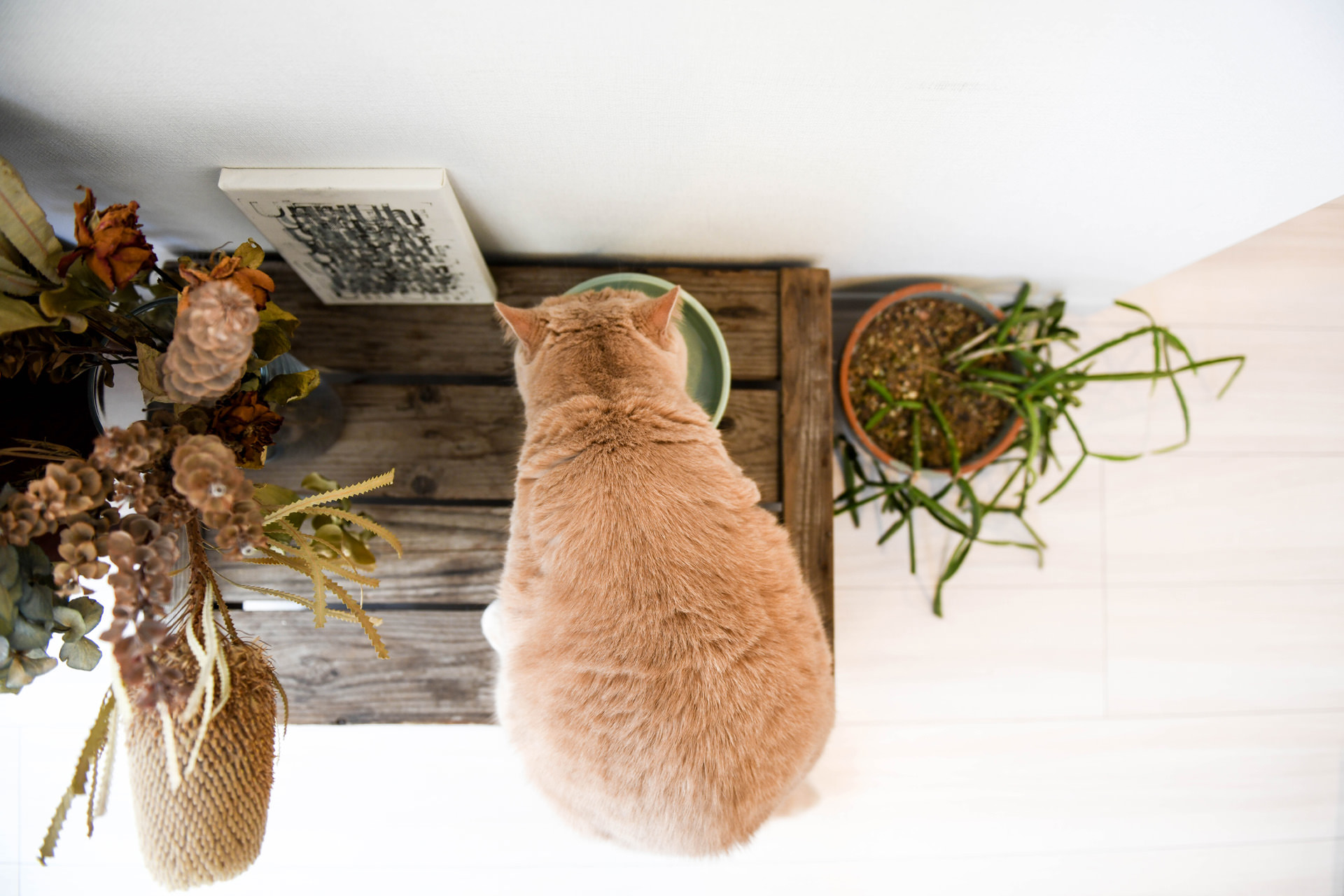 木箱の上に置かれた器で食事をする薄茶色の猫を真上から捉えた俯瞰ショット。白い壁際にWALL DECORや鉢植えが並ぶ、清潔感のある日常の風景。