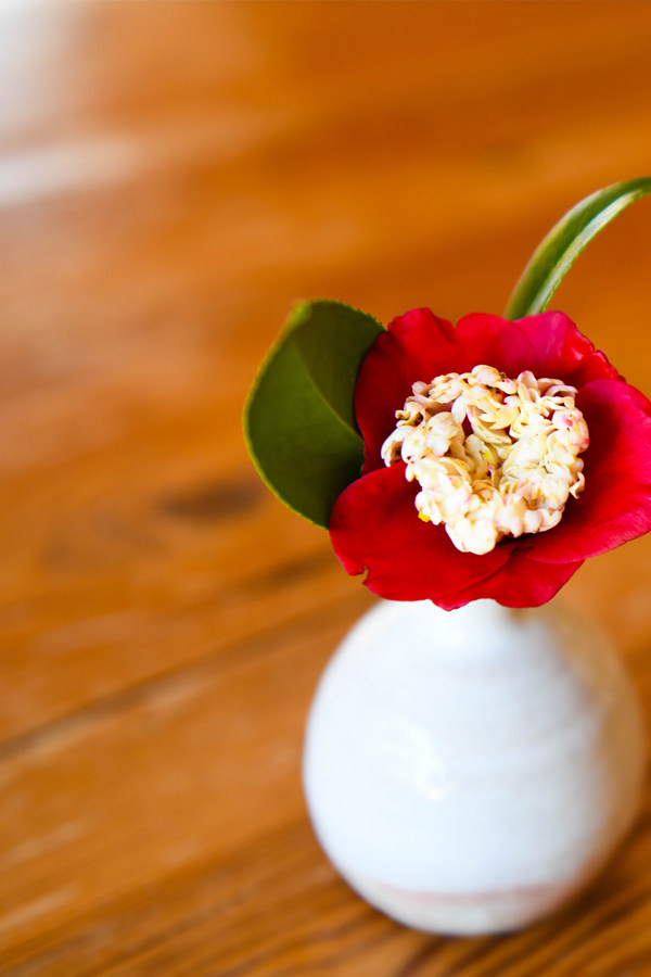 器に飾られた鮮やかな赤い花