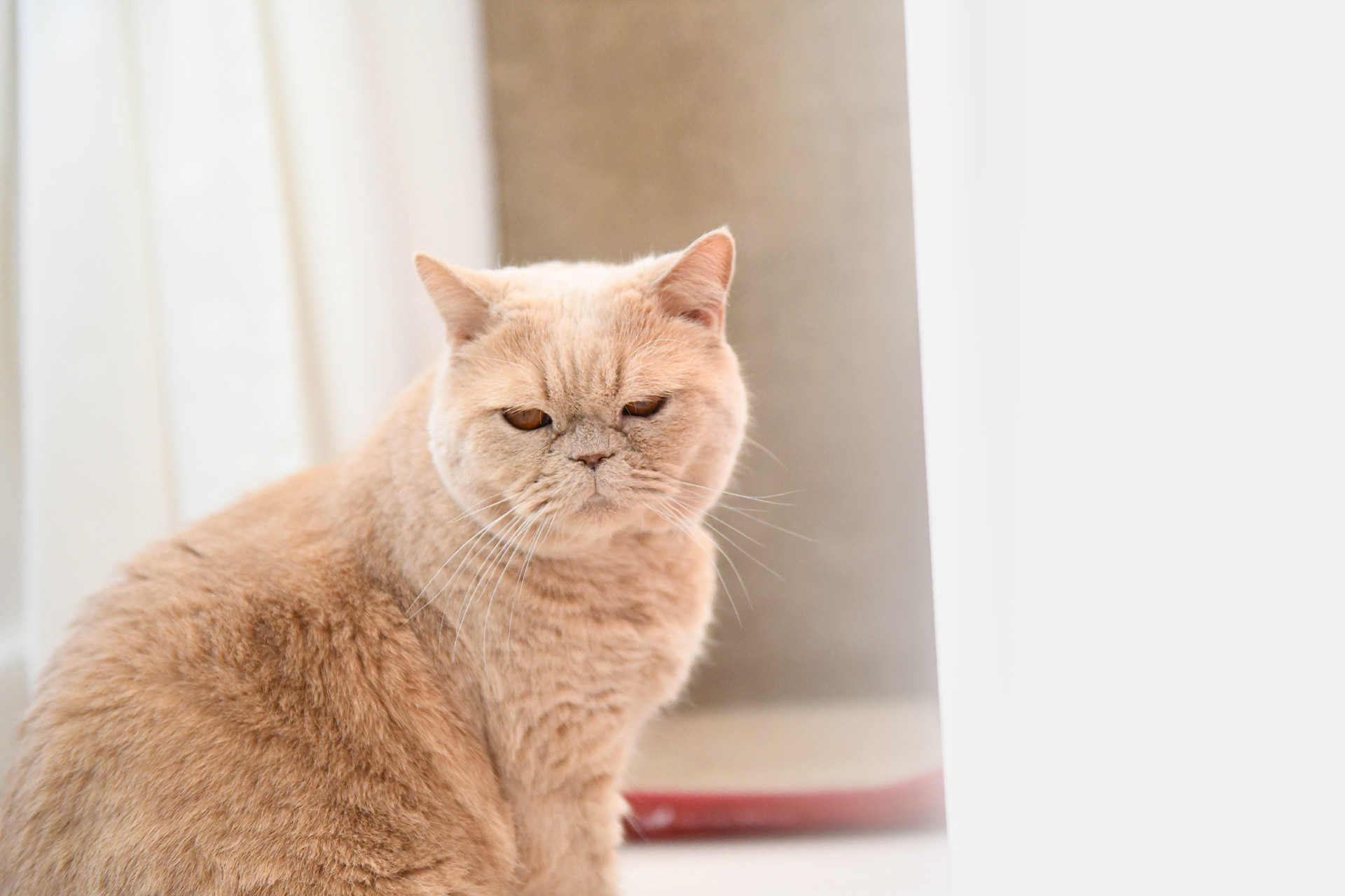 明るい白背景の前に座る、薄茶色の毛並みをした平たい顔立ちの猫。少し視線を落とした静かな佇まい。