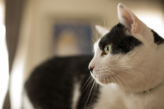 売ってる猫カレンダーもかわいいけどなんだか満足できなくなっちゃって。