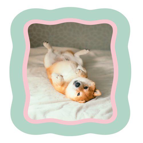 COZY FRAME