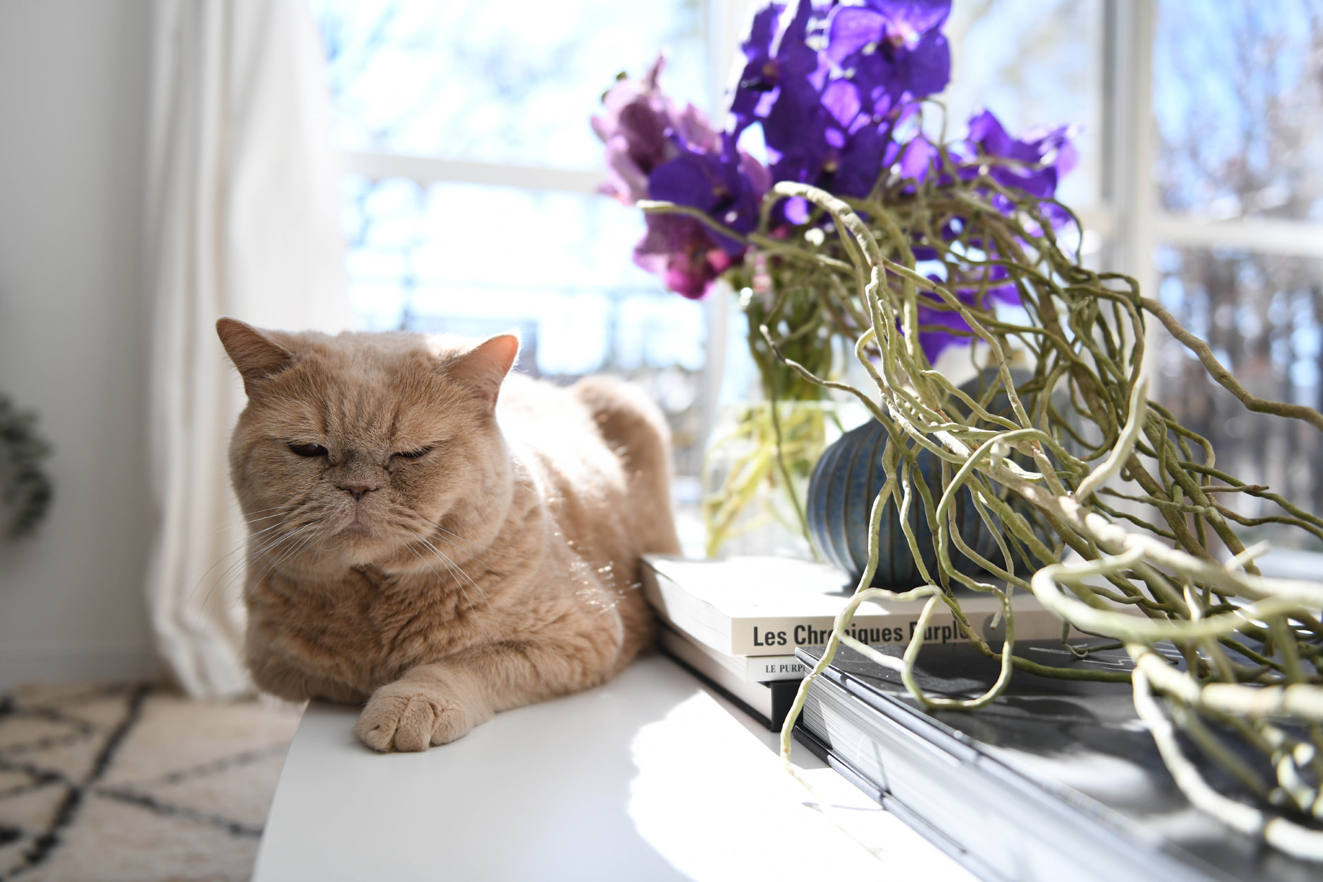 明るい光が差し込む窓際のテーブルで、目を細めてくつろぐ薄茶色の猫。傍らには積み重ねられた本と、鮮やかな紫の花が飾られている。