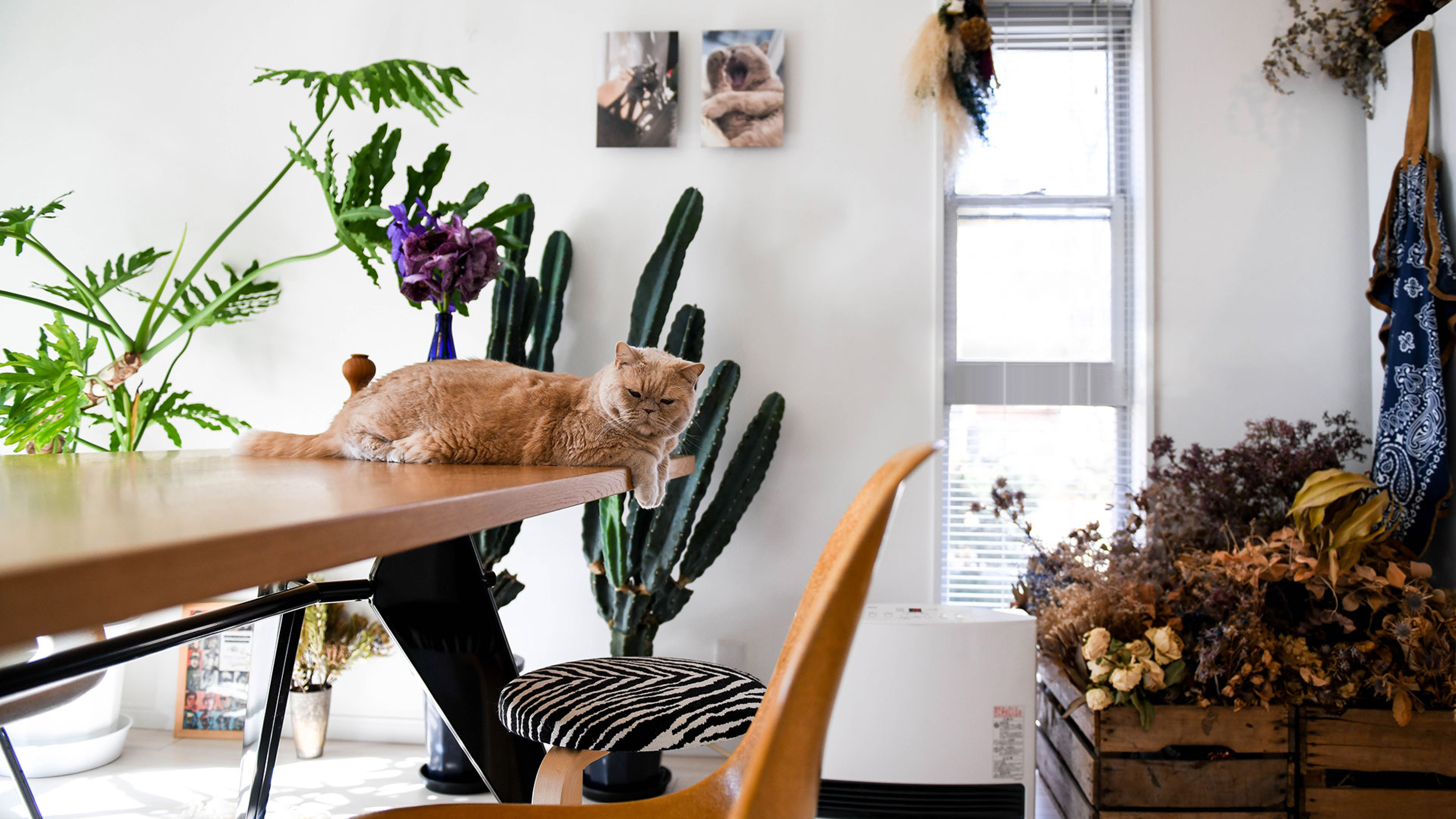 木のテーブルで猫がくつろぐ、壁にWALL DECORがある明るい空間